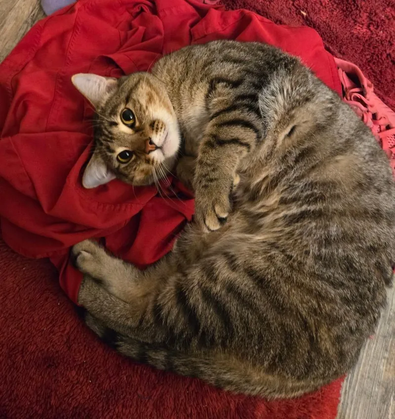 A young medium-sized male Domestic Short Hair cat named Ruger for adoption in Spring, TX