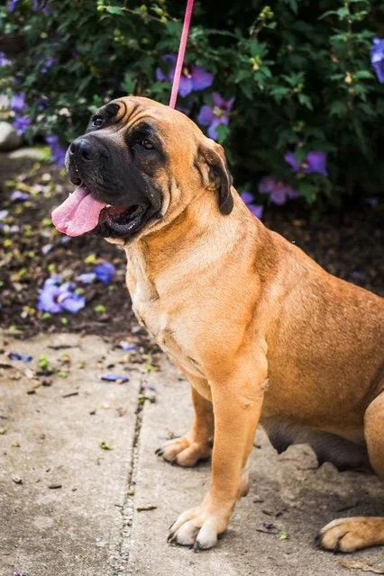A young medium-sized female Mastiff dog named Norma for adoption in Chambersburg, PA