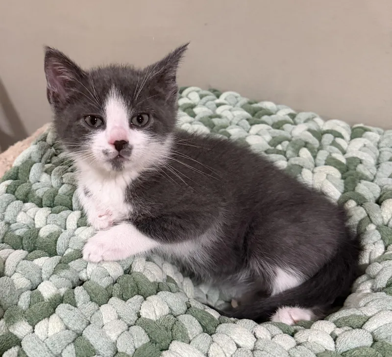 A baby medium-sized male Gray & White Domestic Short Hair cat named Dayton for adoption in East Hanover, NJ