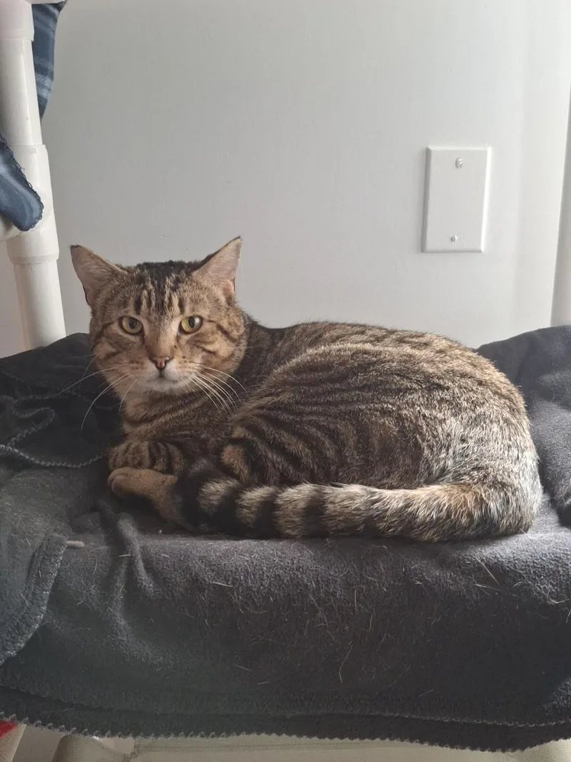 A young large-sized male Tabby (Tiger Striped) Domestic Short Hair cat named Sinclair for adoption in Wells, ME