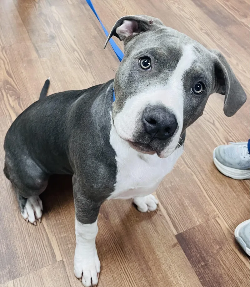 A young large-sized female American Staffordshire Terrier dog named Roo for adoption in Monson, MA