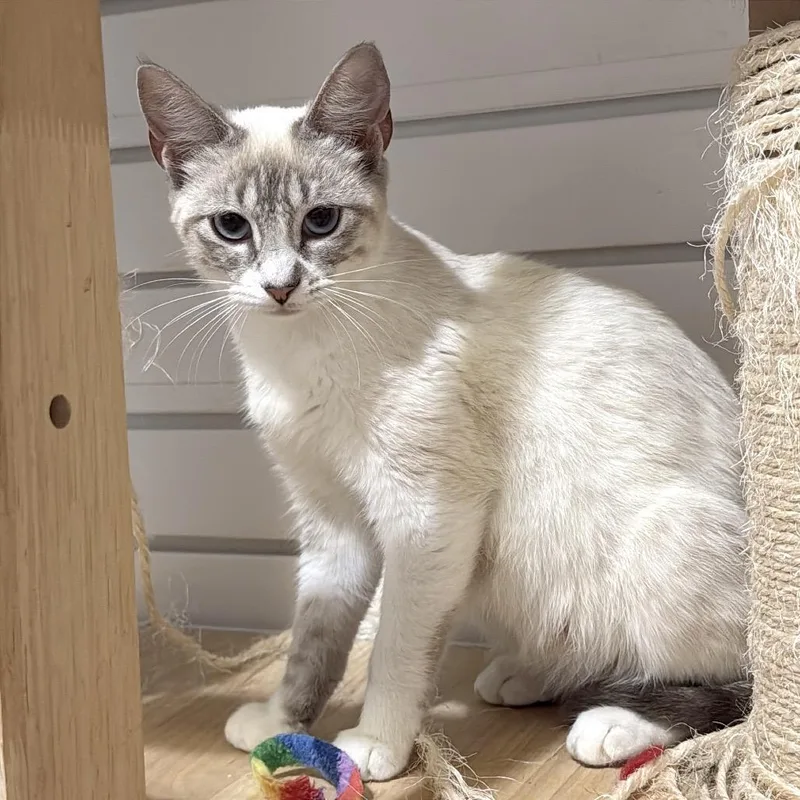 Pippa thumbnail 3