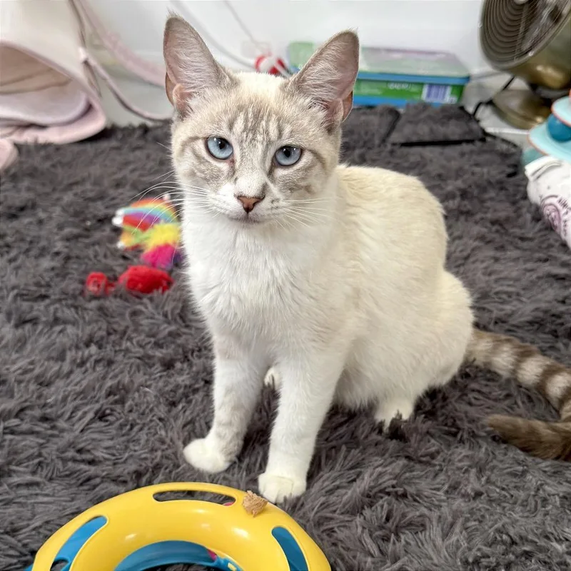 Pippa thumbnail 6