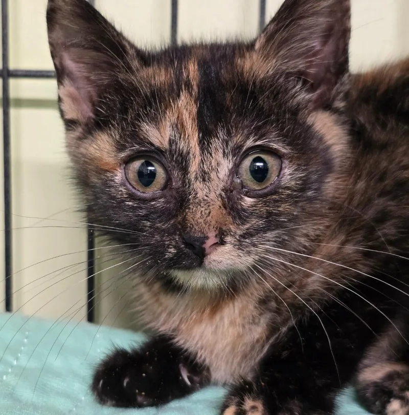 A baby small-sized female Domestic Short Hair cat named Lyme for adoption in Auburn, IN