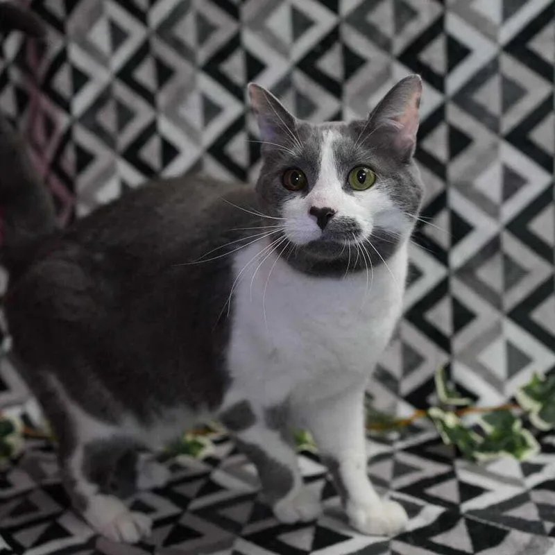 An adult large-sized male Domestic Short Hair cat named Presley for adoption in Wheaton, IL