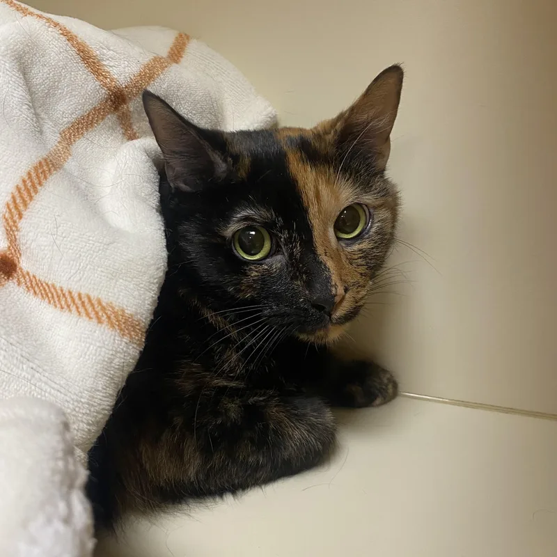 An adult medium-sized female Tortoiseshell Domestic Short Hair cat named Itachi for adoption in Elyria, OH