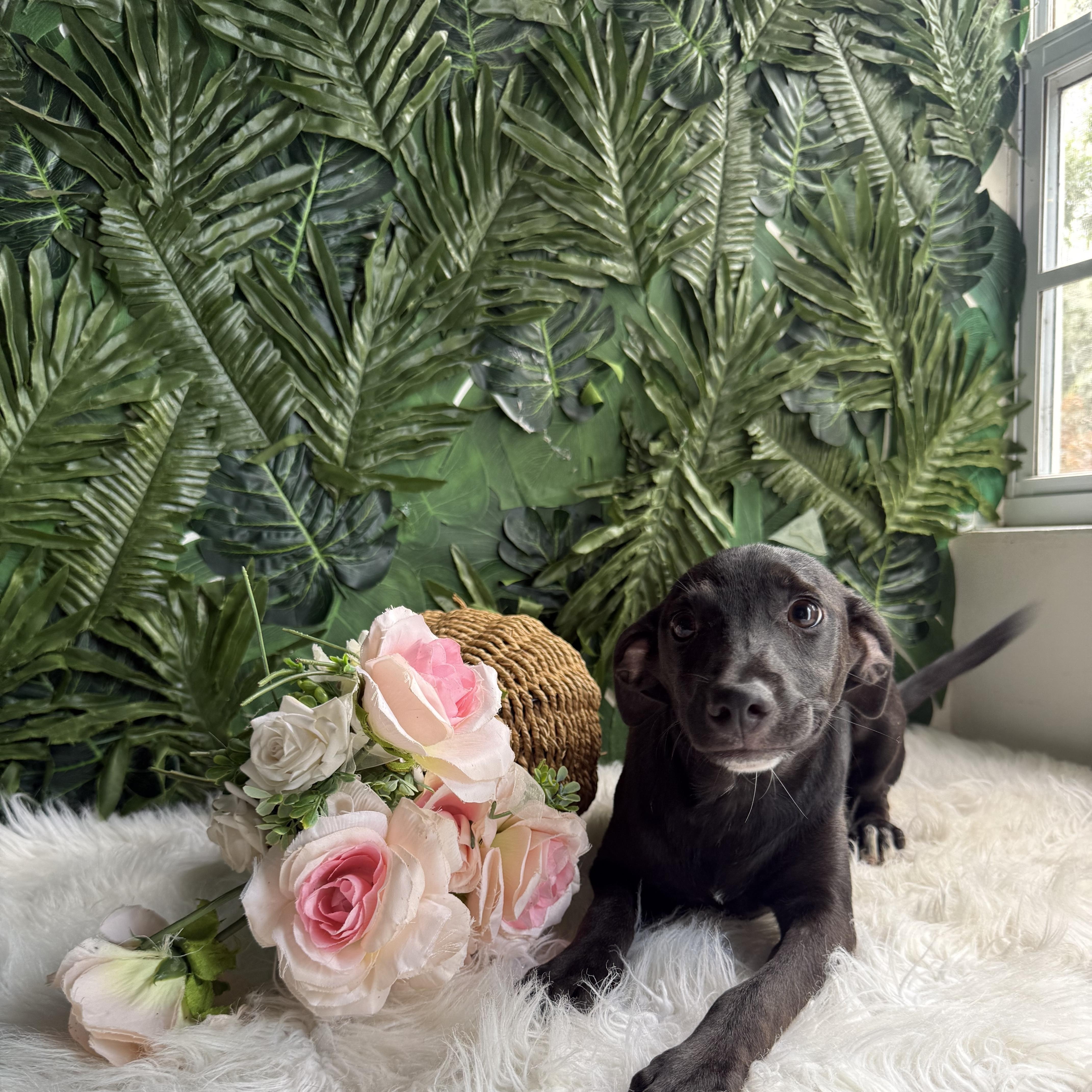A baby medium-sized female Black Mixed Breed dog named Noa for adoption in Richmond, VA