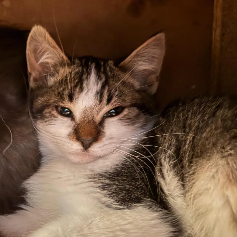 A baby small-sized male Brown / Chocolate Domestic Long Hair cat named Air Cute & for adoption in Flagstaff, AZ