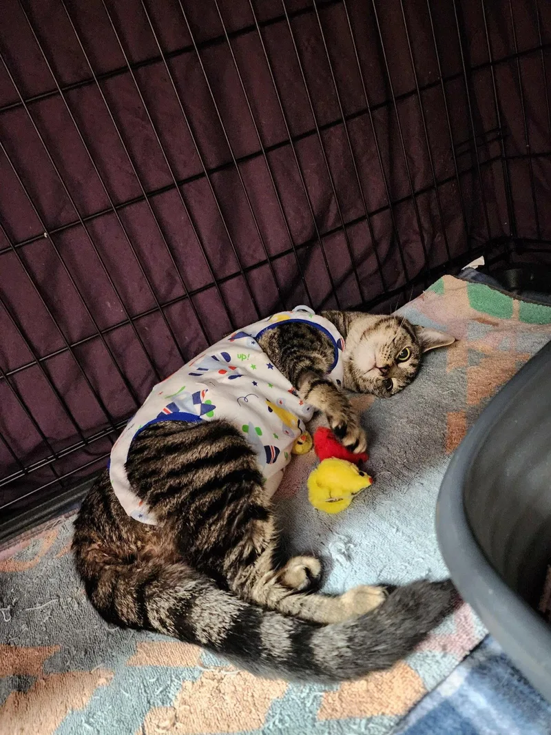 A young medium-sized female Domestic Short Hair cat named Peaches for adoption in Tacoma, WA