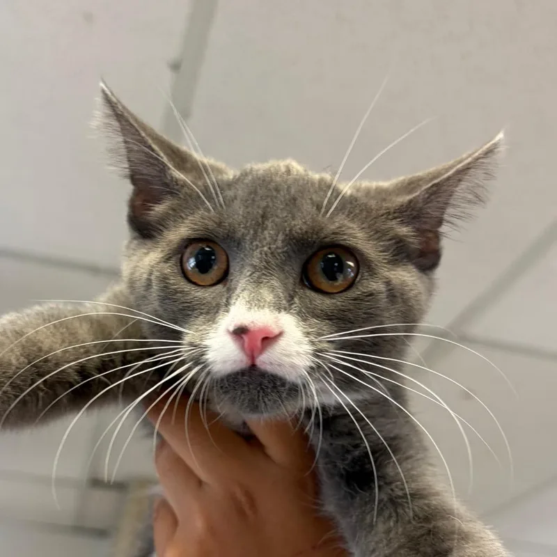 A baby small-sized female Gray / Blue / Silver Domestic Short Hair cat named Gamora for adoption in Santa Barbara, CA
