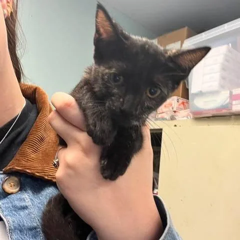 A baby medium-sized female Tortoiseshell Domestic Short Hair cat named Tippy for adoption in Edwardsville, IL