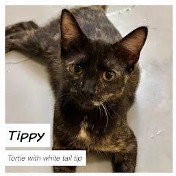 Tippy thumbnail 2
