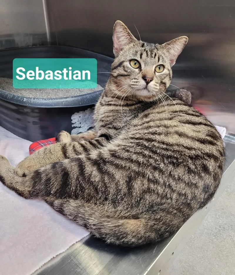 Sebastian