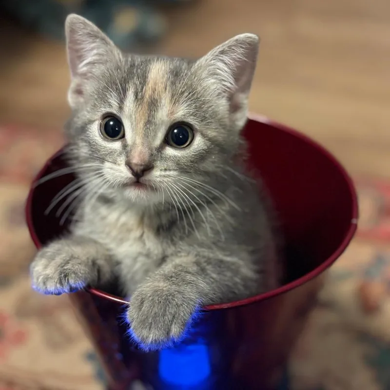 A baby small-sized female Domestic Short Hair cat named Minerva C for adoption in Princeton, MN