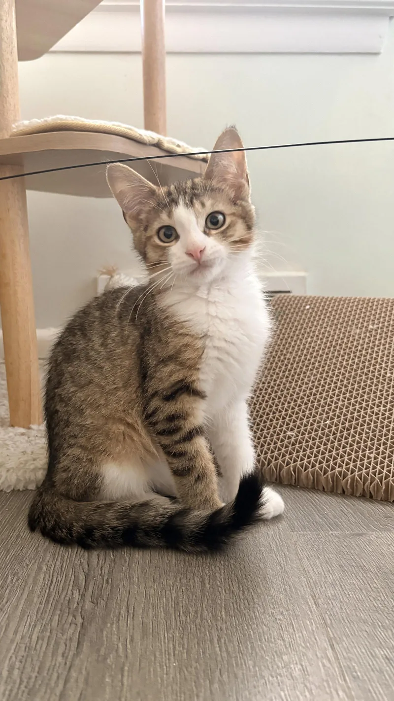 A baby medium-sized male Domestic Short Hair cat named Alexander for adoption in Walled Lake, MI