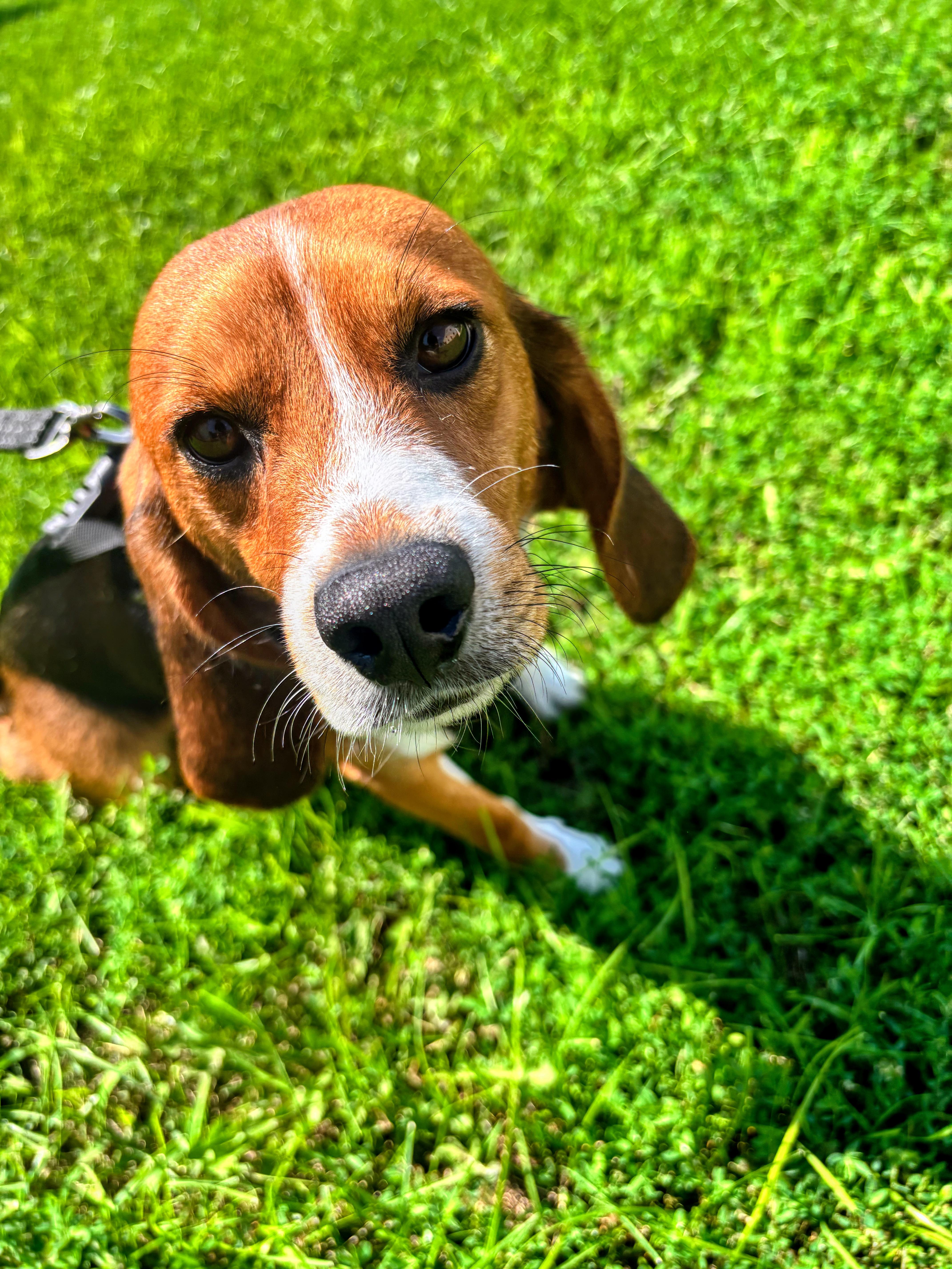 An adult small-sized male Beagle dog named Bowzer for adoption in Rockwell City, IA