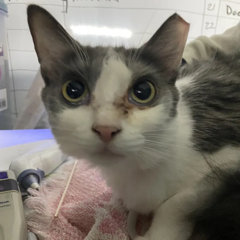 An adult medium-sized female Gray / Blue / Silver Domestic Short Hair cat named Ally for adoption in Lakeland, FL