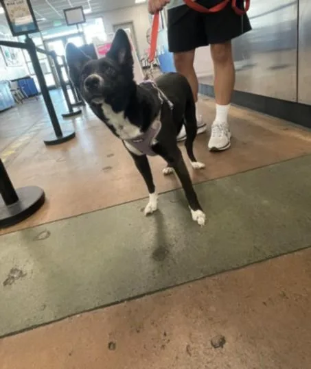 A young medium-sized female Australian Kelpie dog named Sherman for adoption in Van Nuys, CA