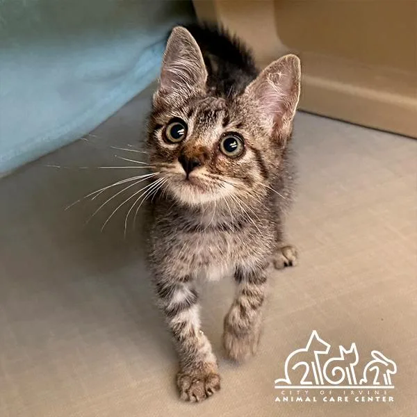A baby small-sized male Domestic Short Hair cat named Clover for adoption in Irvine, CA