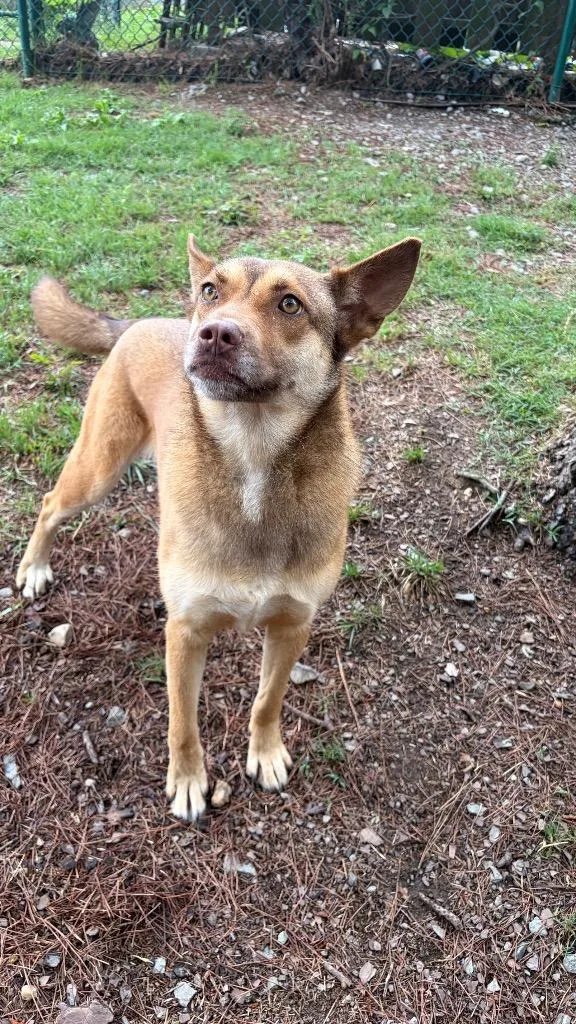 An adult medium-sized female Shepherd dog named Heidi for adoption in Little Rock, AR