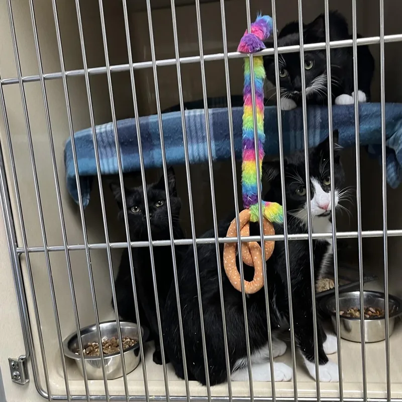 A baby medium-sized female Black & White / Tuxedo Tuxedo cat named Minerva for adoption in Clarksville, VA