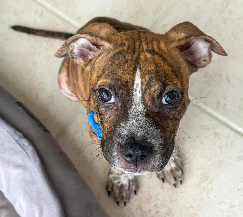 A baby medium-sized male American Staffordshire Terrier dog named Phat Boy for adoption in Lighthouse Point, FL