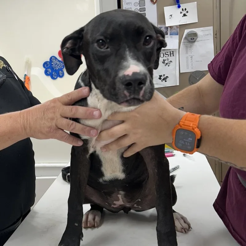 A young medium-sized female Pit Bull Terrier dog named Jillian for adoption in Starkville, MS