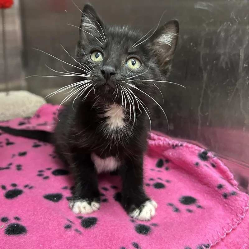 A baby medium-sized male Black & White / Tuxedo Tuxedo cat named Stormtrooper Of for adoption in La Grange Park, IL