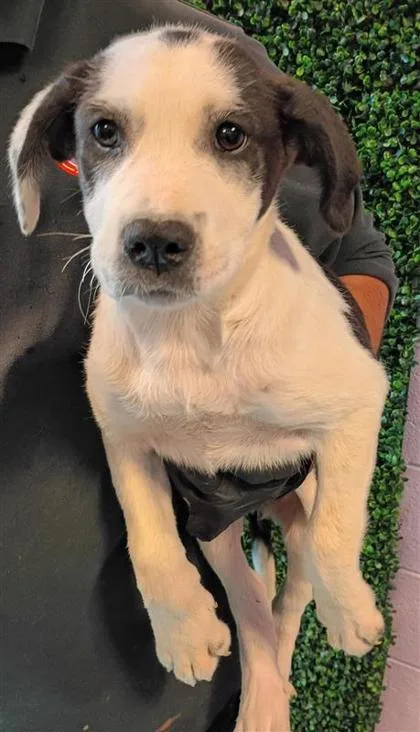 A baby medium-sized male White / Cream Mixed Breed dog named 61128771 for adoption in El Paso, TX