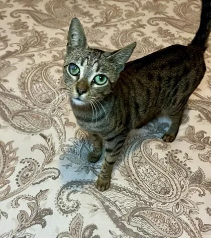 A young medium-sized female Tabby (Brown / Chocolate) Domestic Short Hair cat named Spots for adoption in New York, NY