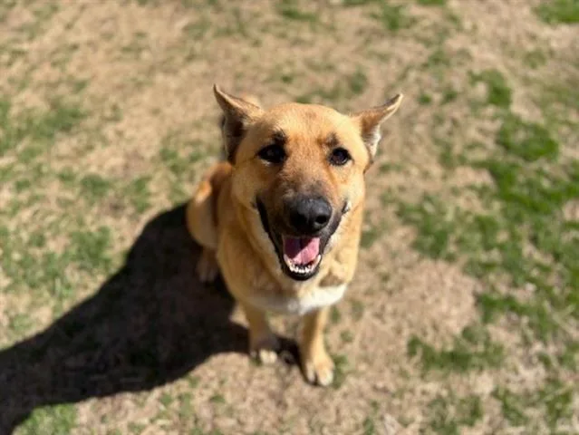 An adult large-sized male German Shepherd Dog dog named Simon for adoption in Tulsa, OK