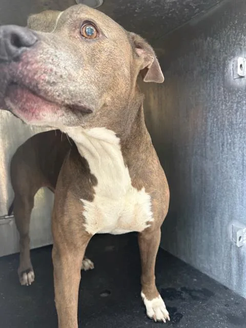 A young large-sized male American Staffordshire Terrier dog named Rigsby for adoption in San Antonio, TX