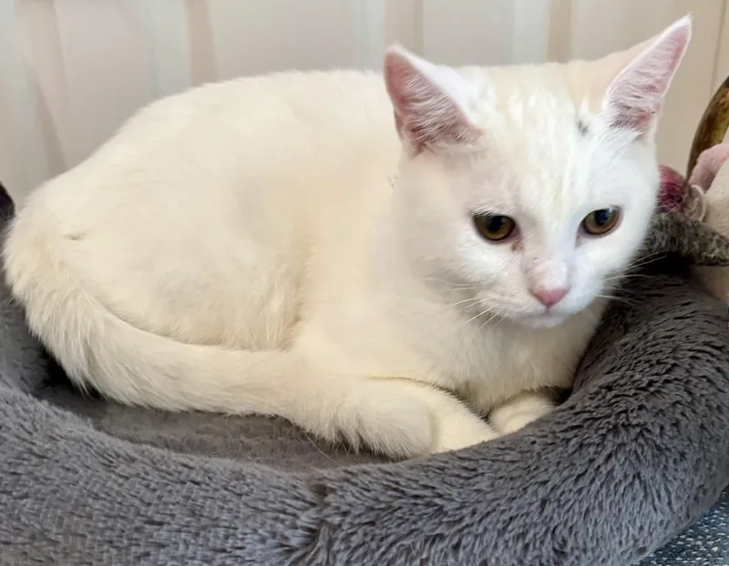 Sonny Beautiful White