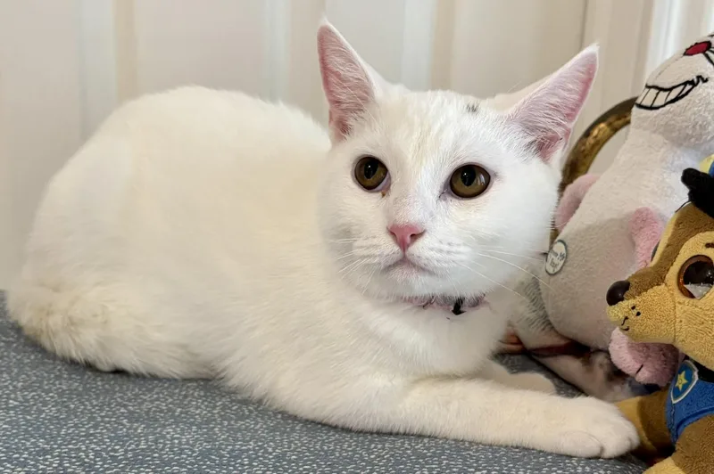 Sonny  Beautiful White thumbnail 3