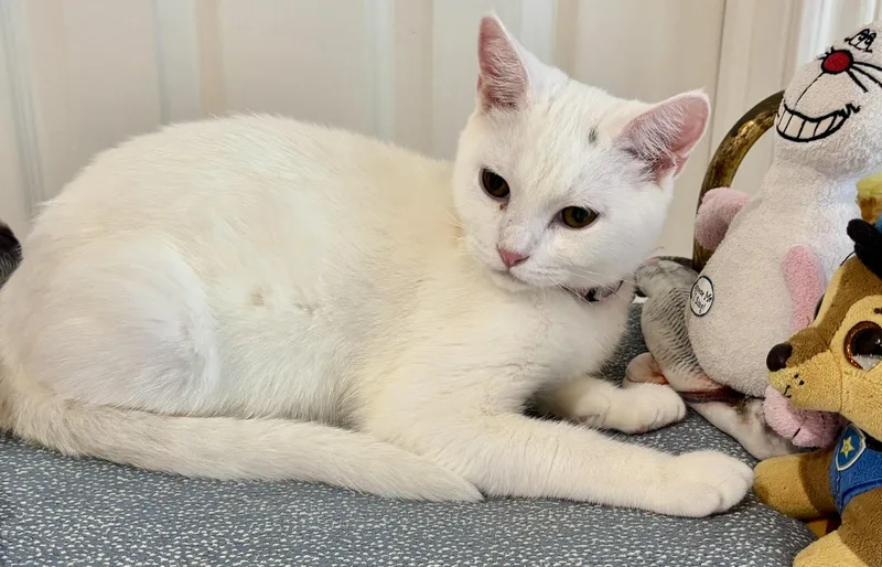 Sonny  Beautiful White thumbnail 4