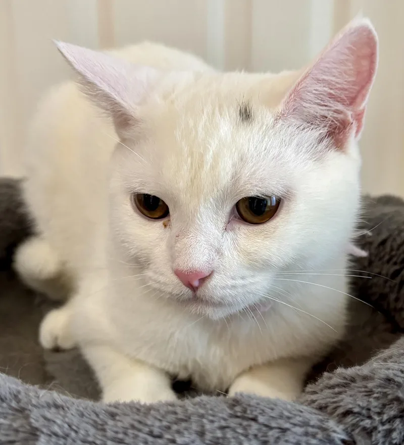 Sonny  Beautiful White thumbnail 5