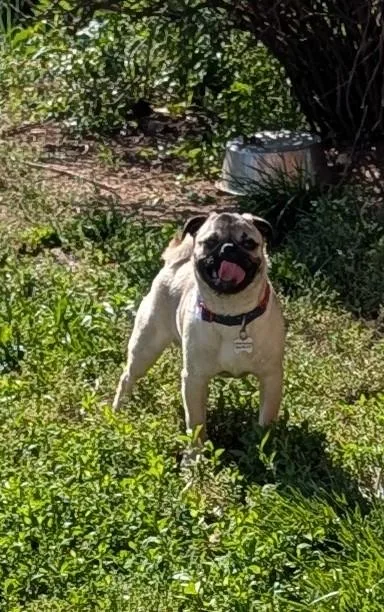 A young small-sized male Apricot / Beige Pug dog named Gordo for adoption in Benton, KS
