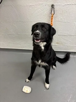 A young large-sized male Retriever dog named Tux for adoption in Seattle, WA