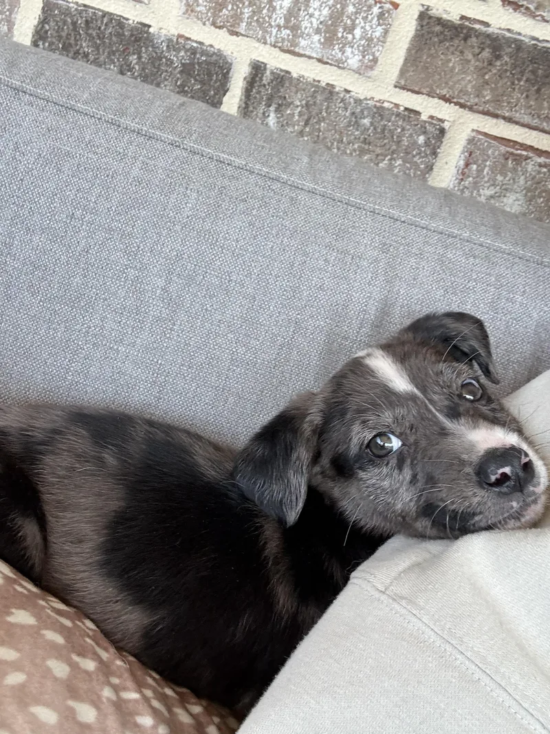 Romeo