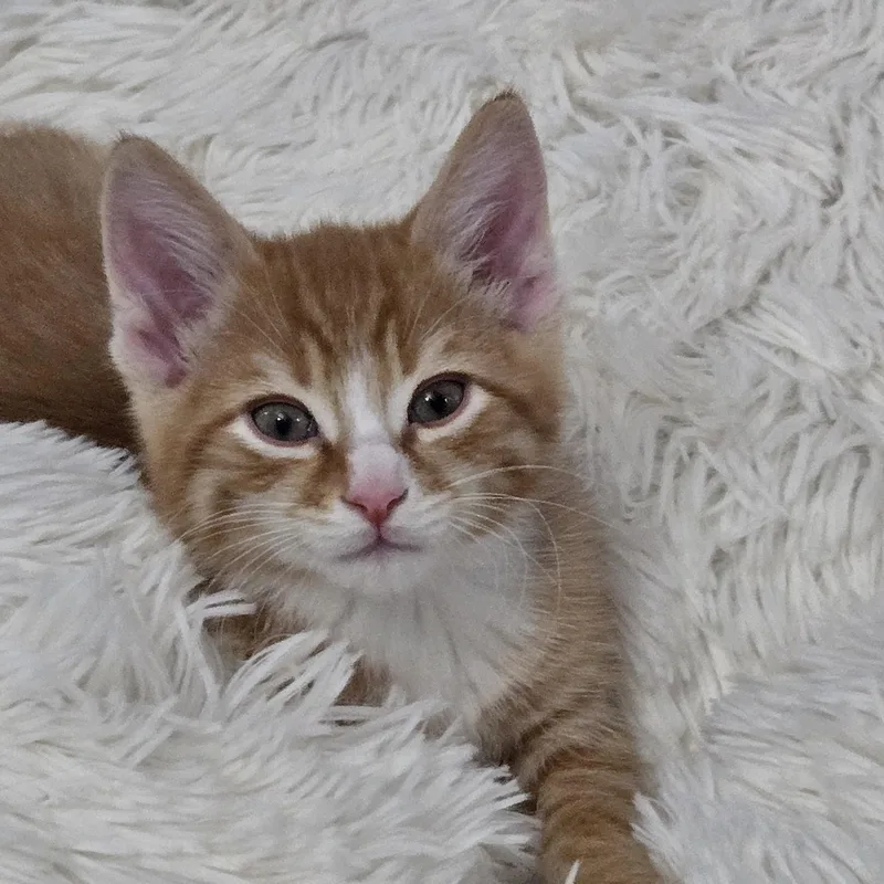 A baby medium-sized male Orange & White Domestic Short Hair cat named Kitt for adoption in Grove City, OH