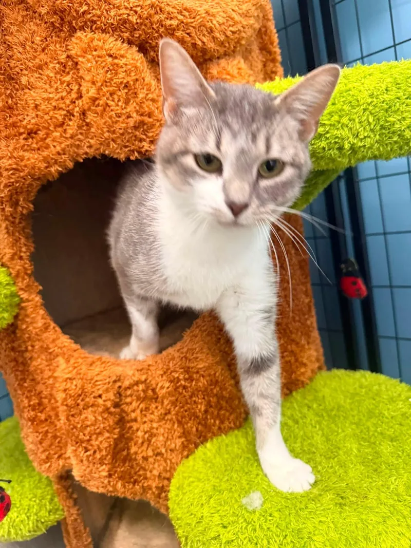 A young medium-sized female Tabby (Gray / Blue / Silver) Domestic Short Hair cat named Mary Todd for adoption in Indianapolis, IN