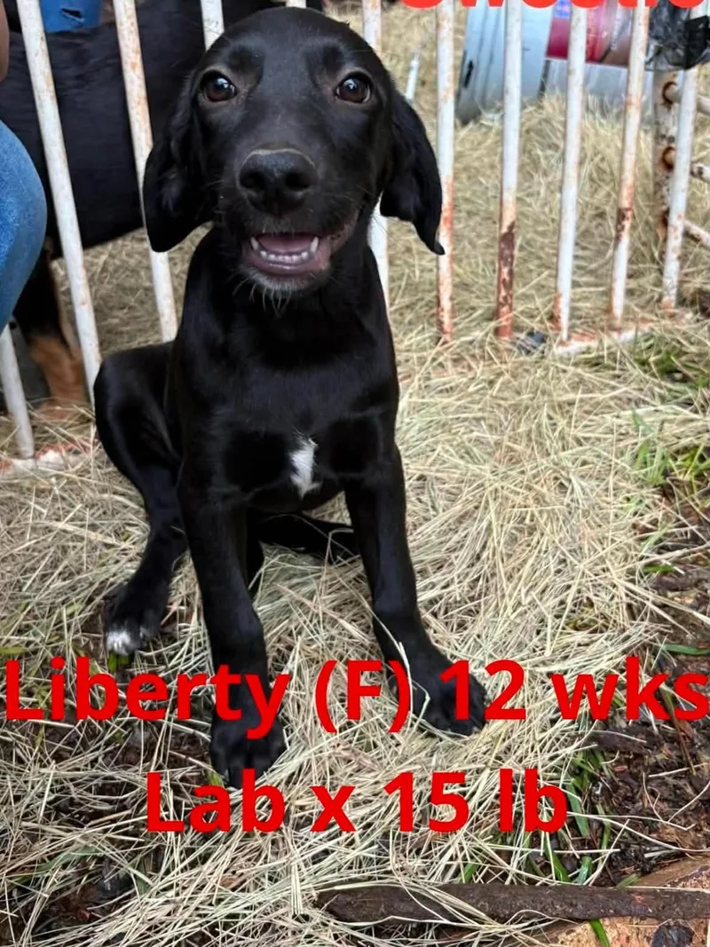 A young large-sized female Labrador Retriever dog named Liberty for adoption in Pomfret Center, CT
