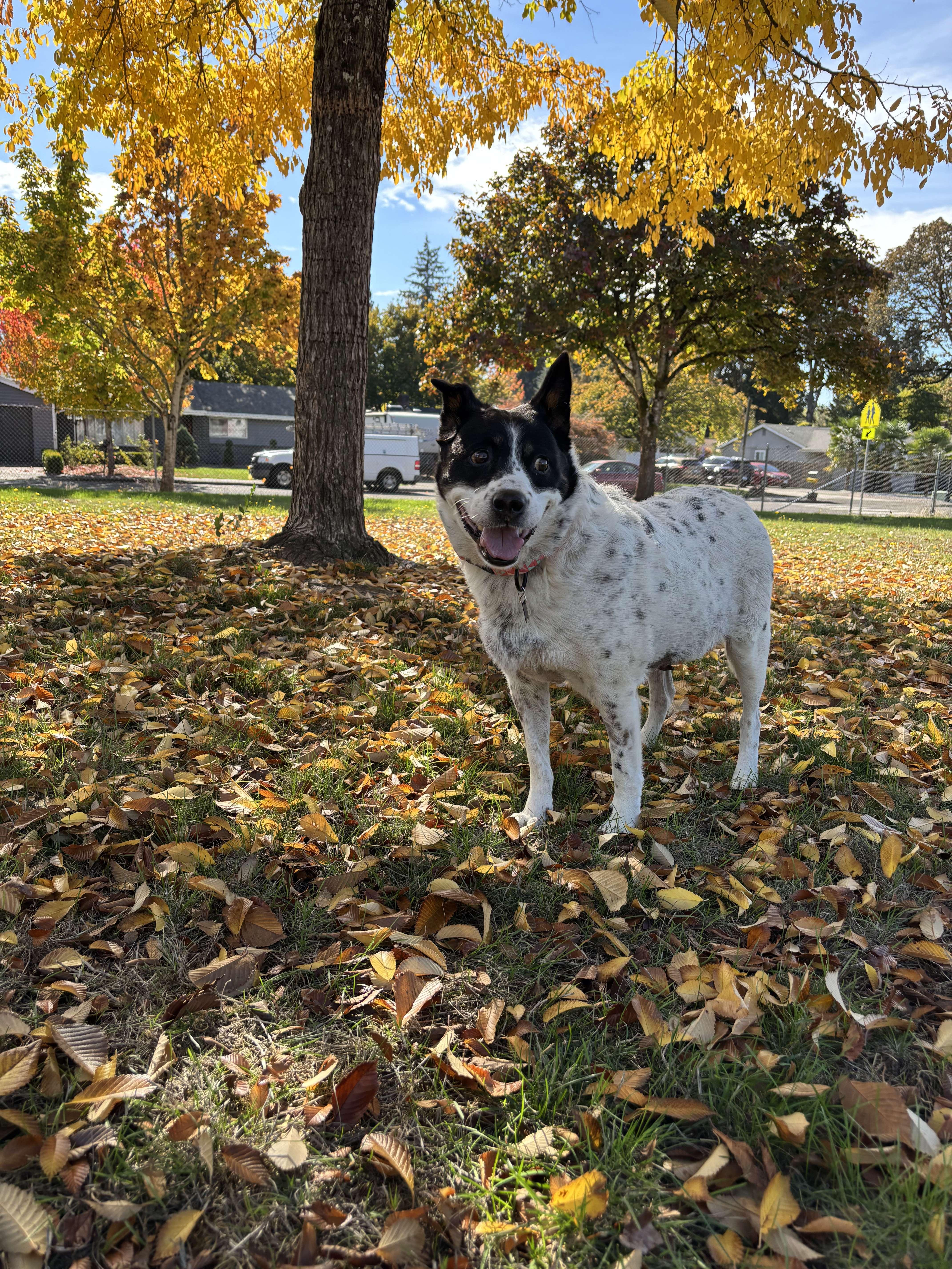 Peppermint Patty thumbnail 2