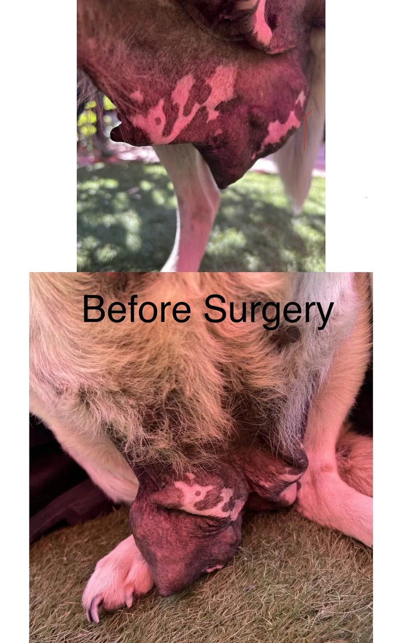 Peppermint Patty thumbnail 4