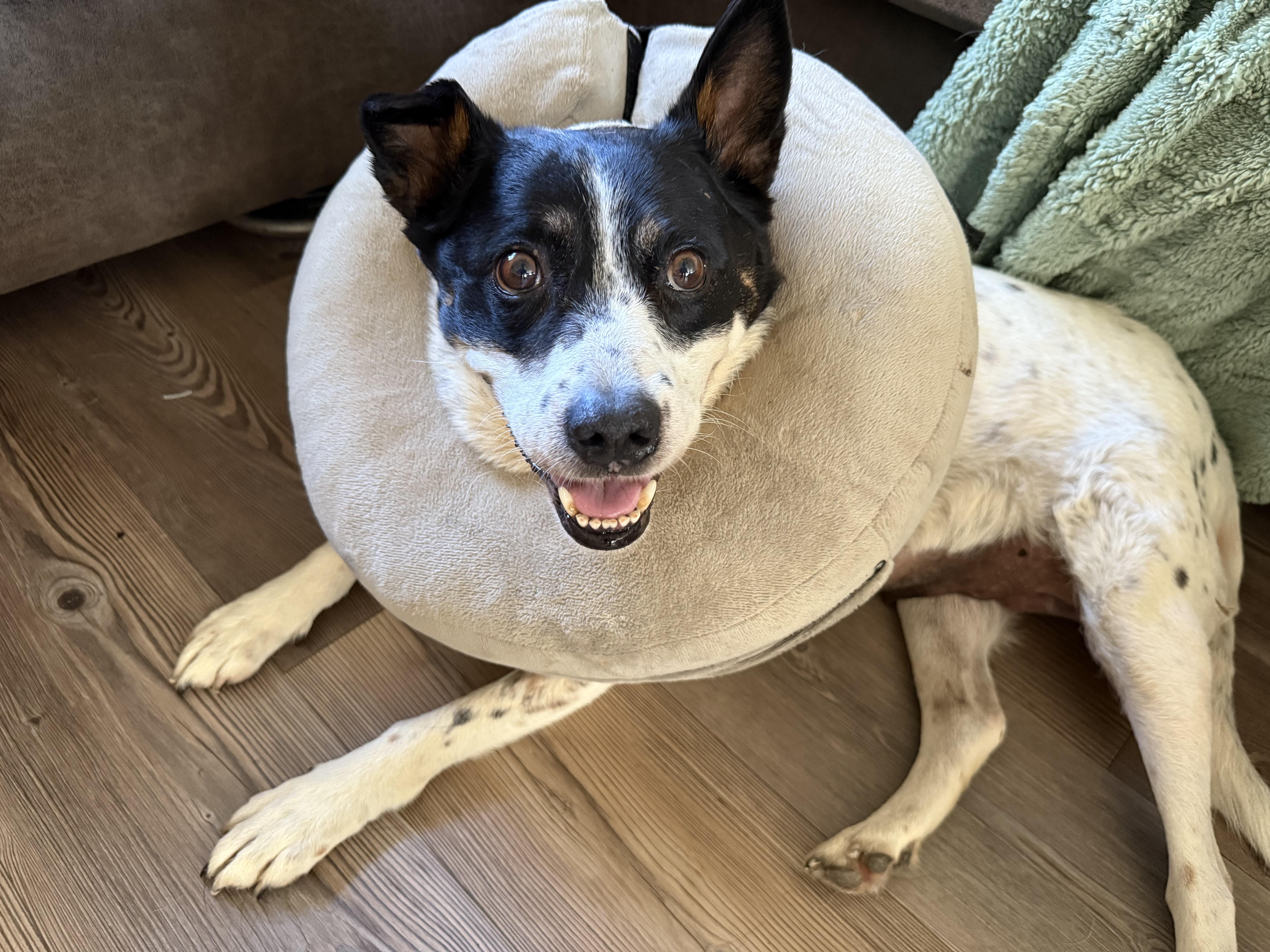 Peppermint Patty thumbnail 5