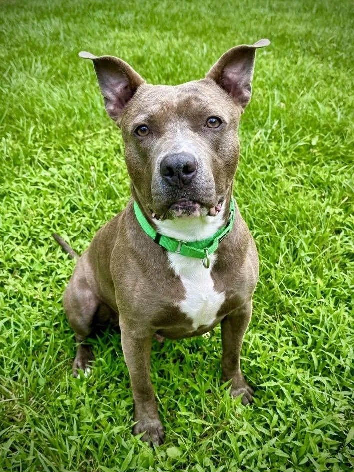 A young large-sized male Brown / Chocolate Pit Bull Terrier dog named Barrel for adoption in Westminster, MD