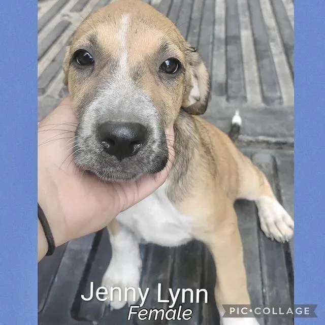 A baby medium-sized female Hound dog named Jenny Lynn for adoption in Manchester, CT