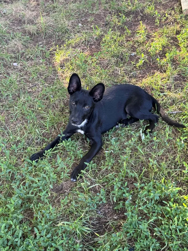A baby small-sized male Black Chihuahua dog named Kam for adoption in North Freedom, WI