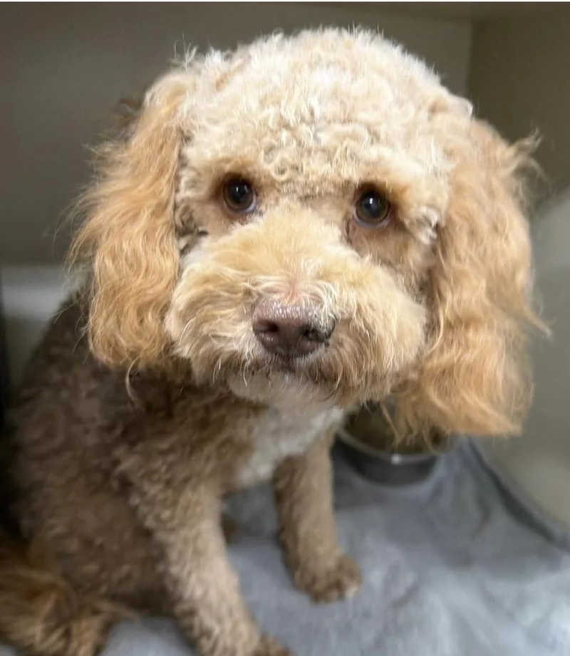 An adult small-sized female White / Cream Poodle dog named Tia for adoption in Santa Rosa, CA