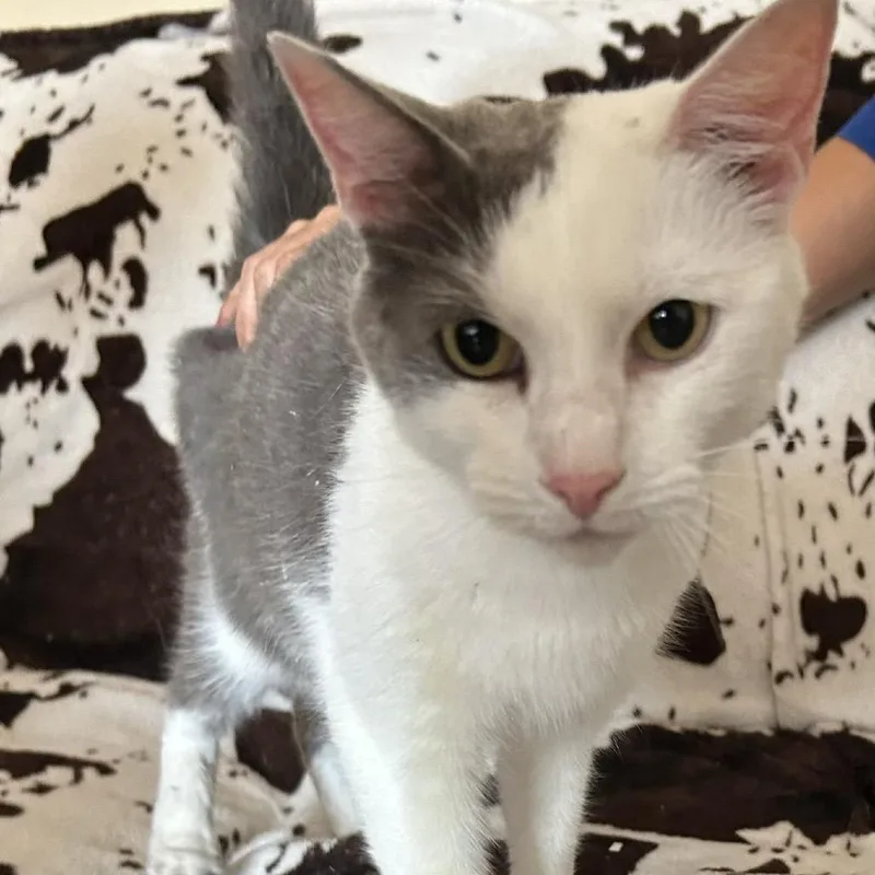 An adult medium-sized male Gray / Blue / Silver Domestic Short Hair cat named Buster Meet me at for adoption in Buffalo, MN